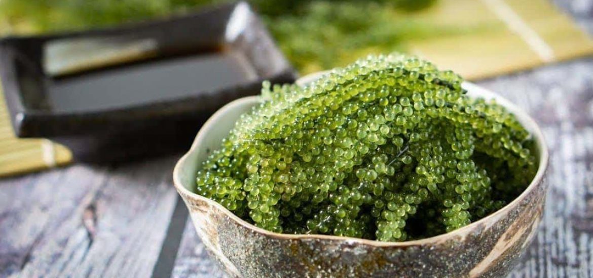 Lưu ý khi chọn mua rong nho tươi và tách nước